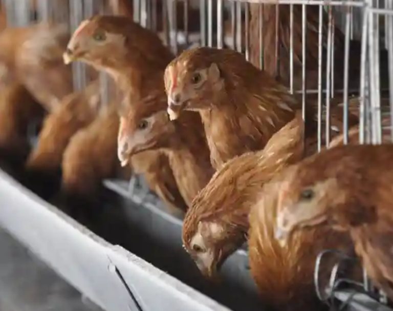 Brasil suspende exportación de pollo a China, UE y Argentina